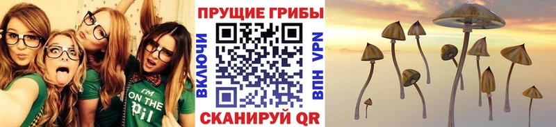 Купить где Лесной Псилоцибиновые грибы Psilocybe